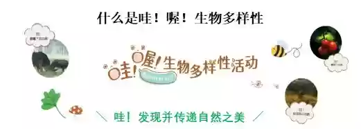 索尼举行“哇！哦！生物多样性摄影比赛”，以影像记录自然的Wow瞬间