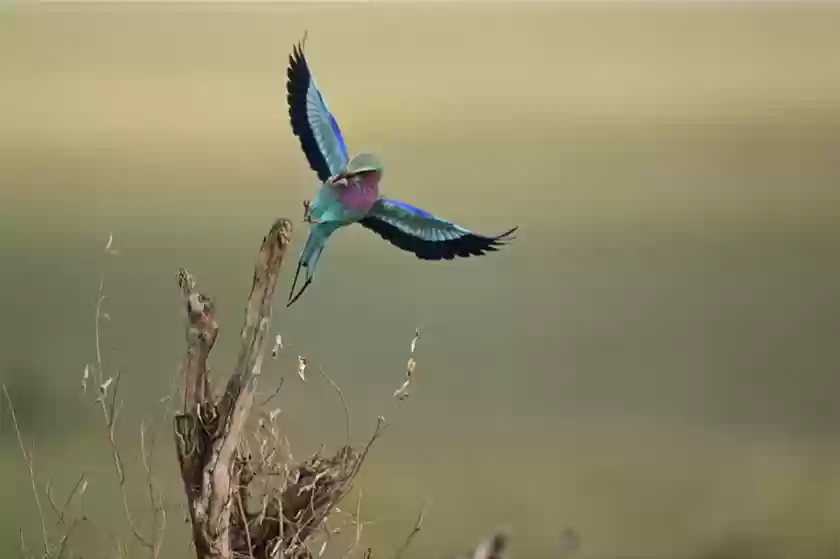 价格再度小幅下跌 尼克尔Z 180-600mm f/5.6-6.3 VR售价11649元