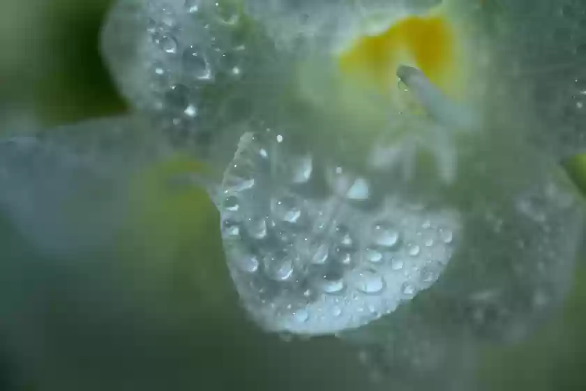 尼康发布支持近距离动态拍摄的微距镜头尼克尔 Z DX 微距 35mm f/1.7