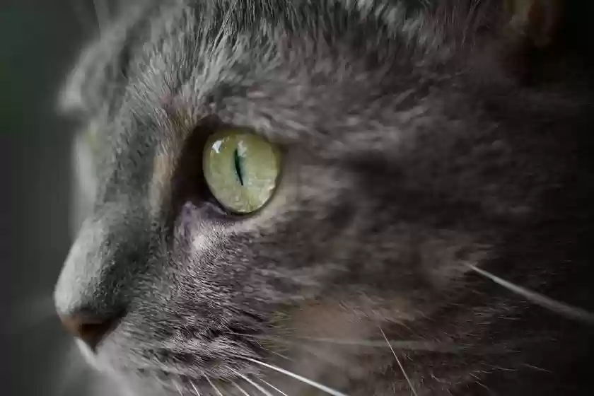 尼康发布支持近距离动态拍摄的微距镜头尼克尔 Z DX 微距 35mm f/1.7