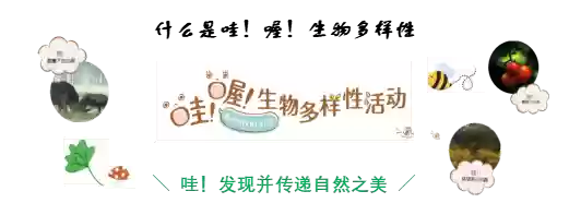 索尼举办“哇！哦！生物多样性摄影比赛”，以影像记录自然的精彩瞬间