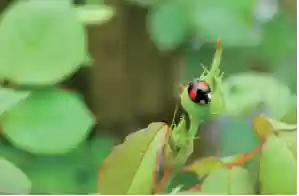 索尼举办“哇！哦！生物多样性摄影比赛”，以影像记录自然的精彩瞬间