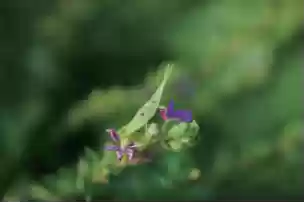 索尼举办“哇！哦！生物多样性摄影比赛”，以影像记录自然的精彩瞬间