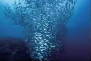 索尼举办“哇！哦！生物多样性摄影比赛”，以影像记录自然的精彩瞬间