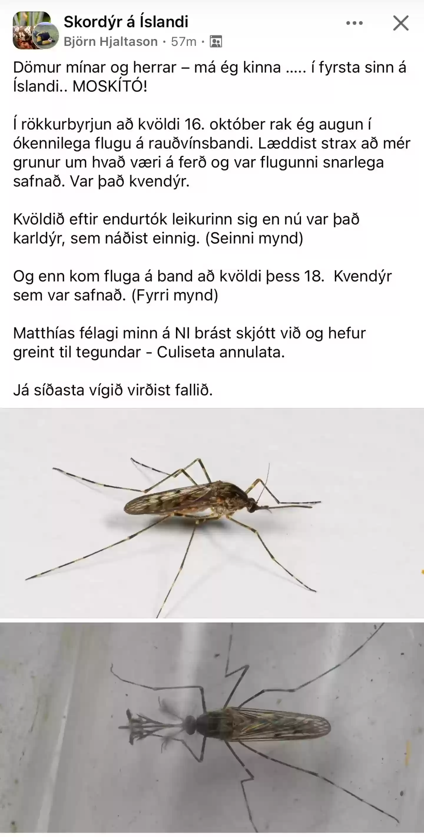 超级耐寒:冰岛史上首次发现野生蚊子