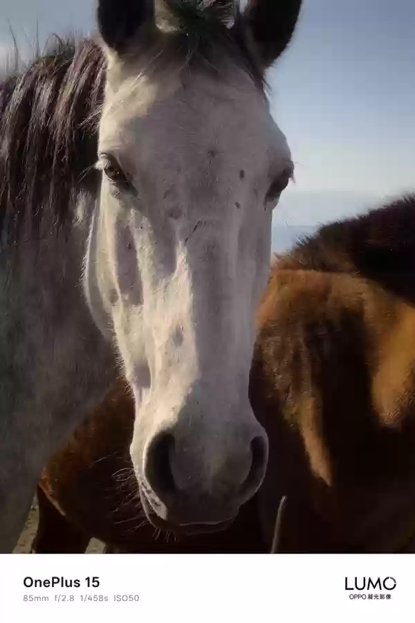 一加哈苏合作结束：一加15首次搭载OPPO LUMO凝光影像