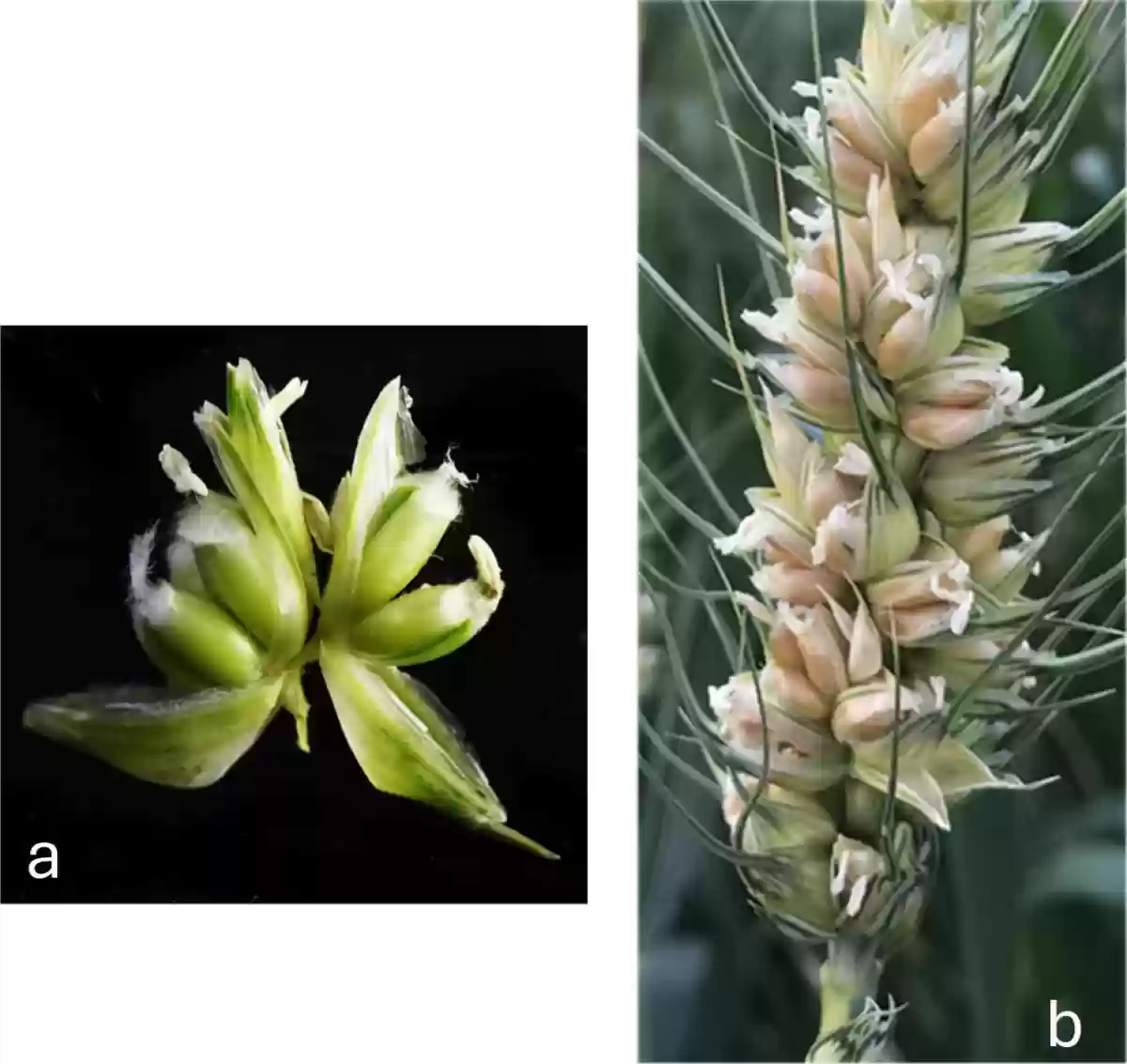 一花结三穗：科学家发现小麦关键增产基因，为高产育种提供新思路