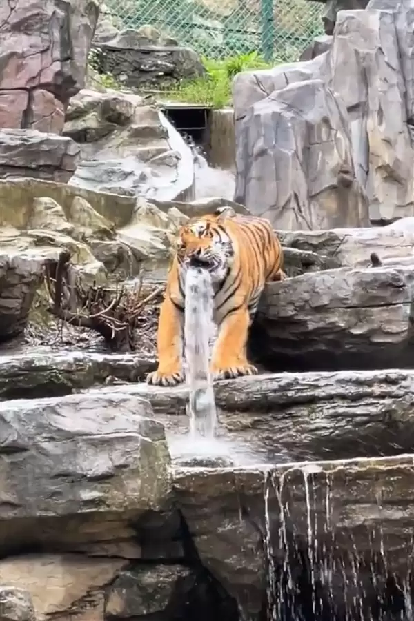 动物园月薪5万寻找“最猛司机”：需开车进入虎山、熊窝