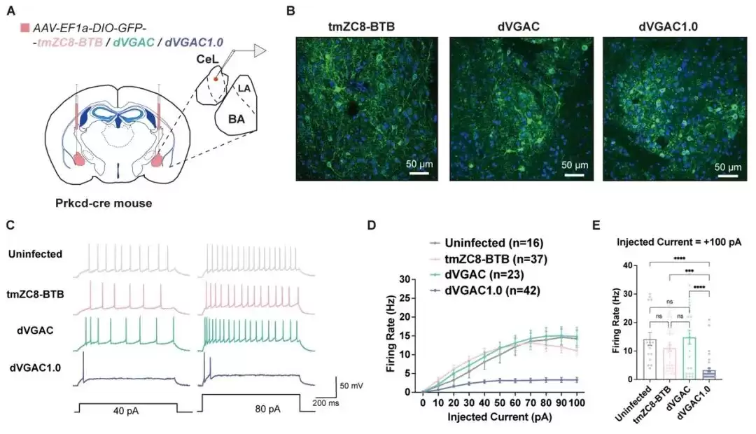 两项世界首次：我国科学家从零设计