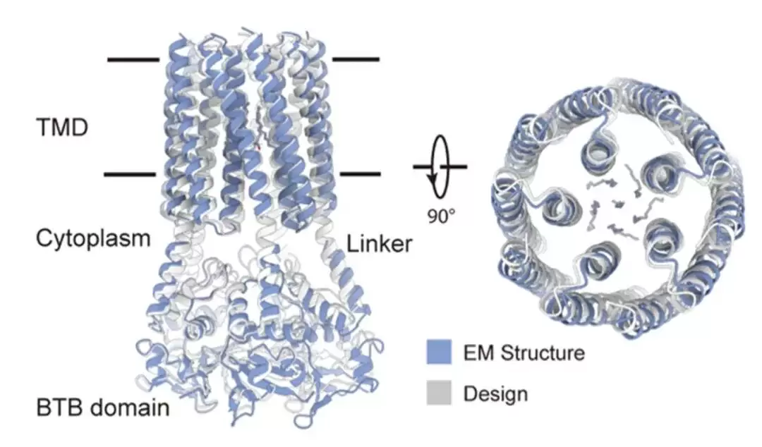 两项世界首次：我国科学家从零设计