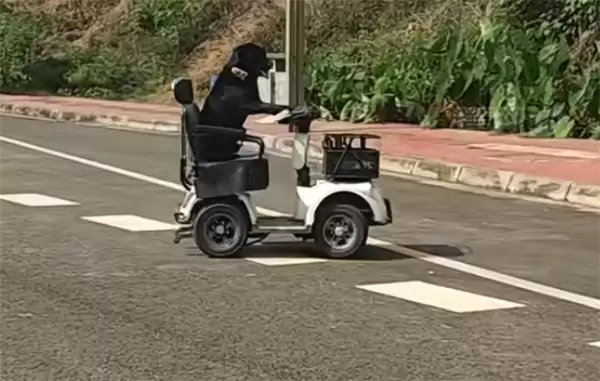 拉布拉多独自驾电动车上路被扣车 狗主人：它是网红 还在学叉车