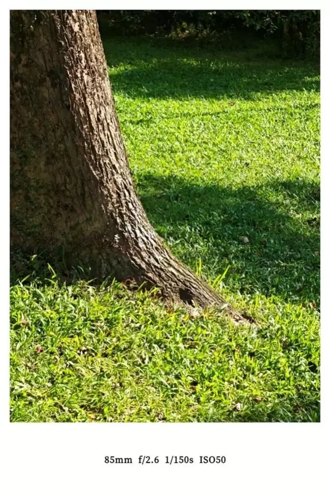 长焦最强的手机？荣耀Magic8系列拍摄体验解析