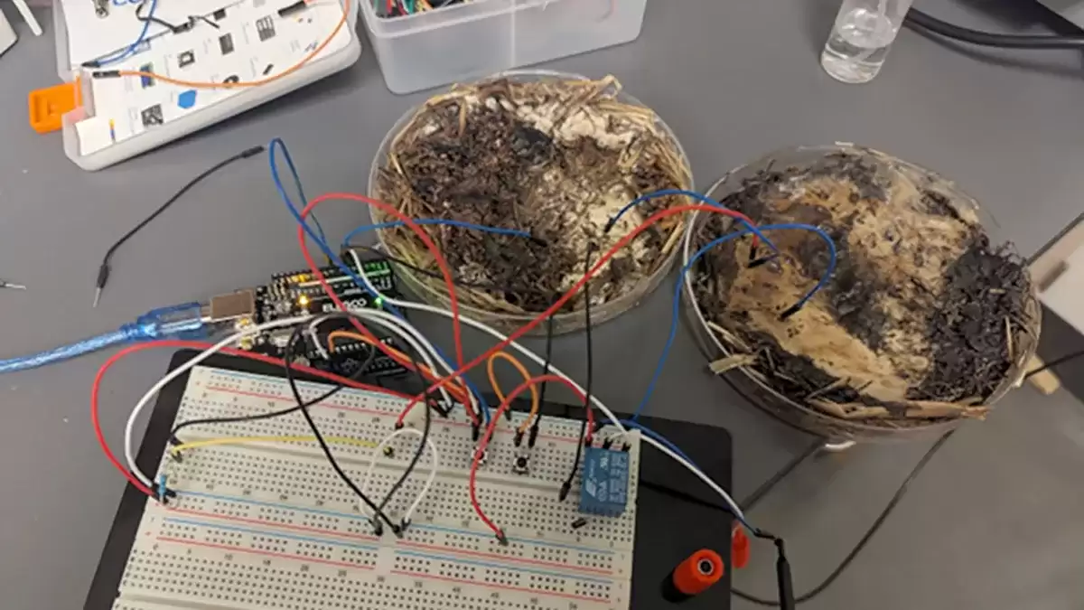 科学家利用香菇菌丝制造出新型忆阻器，抗辐射还能降解