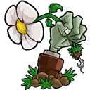 植物大战僵尸转基因