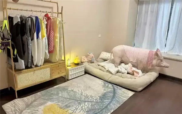 成都情侣遛130斤大猪引围观：有专属独立卫浴卧室  每月千元伙食费