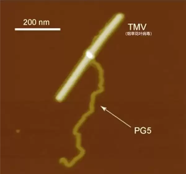 迄今最大的人工合成稳定分子:质量=2亿个氢原子