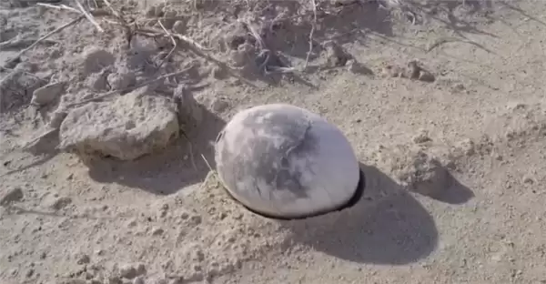 阿根廷发现7000万年前完整恐龙蛋：通体雪白 形似煮熟鸡蛋