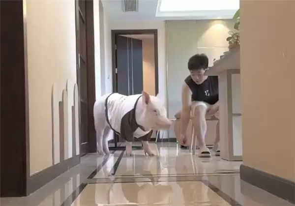 成都情侣遛130斤大猪引围观：有专属独立卫浴卧室  每月千元伙食费