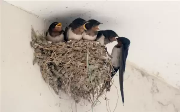 燕子过冬的“南方”到底在哪 为什么要长途迁徙呢