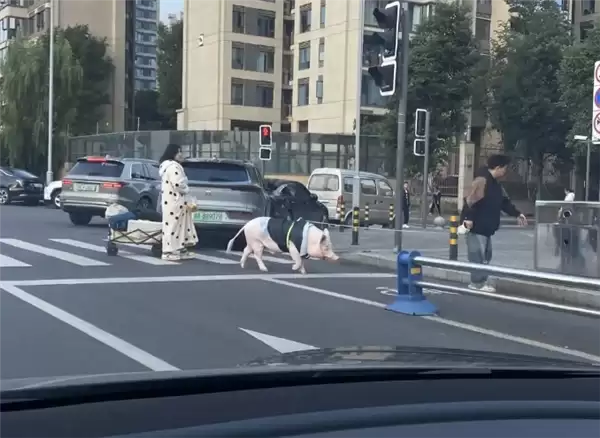 成都情侣遛130斤大猪引围观：有专属独立卫浴卧室  每月千元伙食费