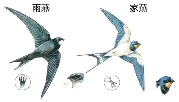 燕子过冬的“南方”到底在哪 为什么要长途迁徙呢
