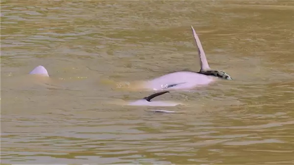 把蛇含嘴里互相传递++ 罕见拍到亚马逊河豚“戏耍”森蚺