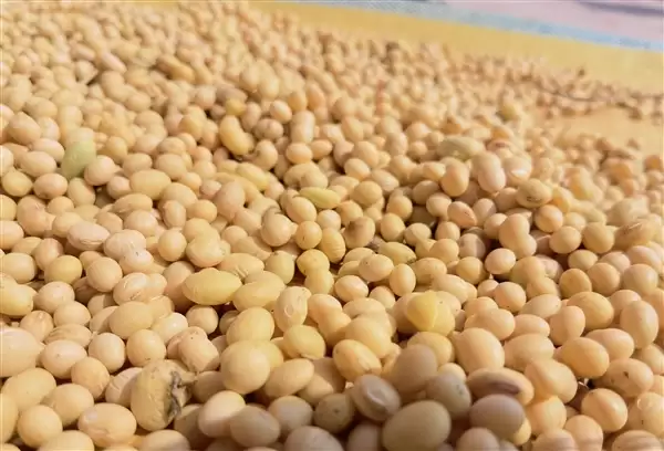 大豆不止能做豆腐！清华团队把大豆做成固态电池电解质 安全且环保