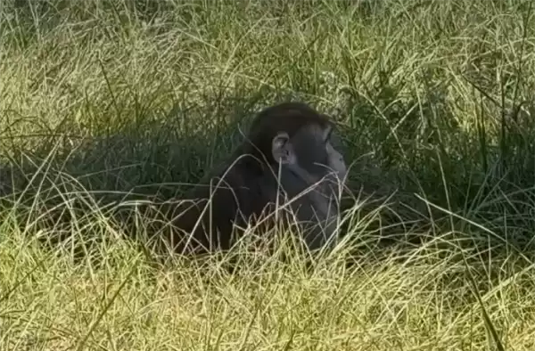 女子开了两枪!美国实验室出逃的最后一只猴子被击毙