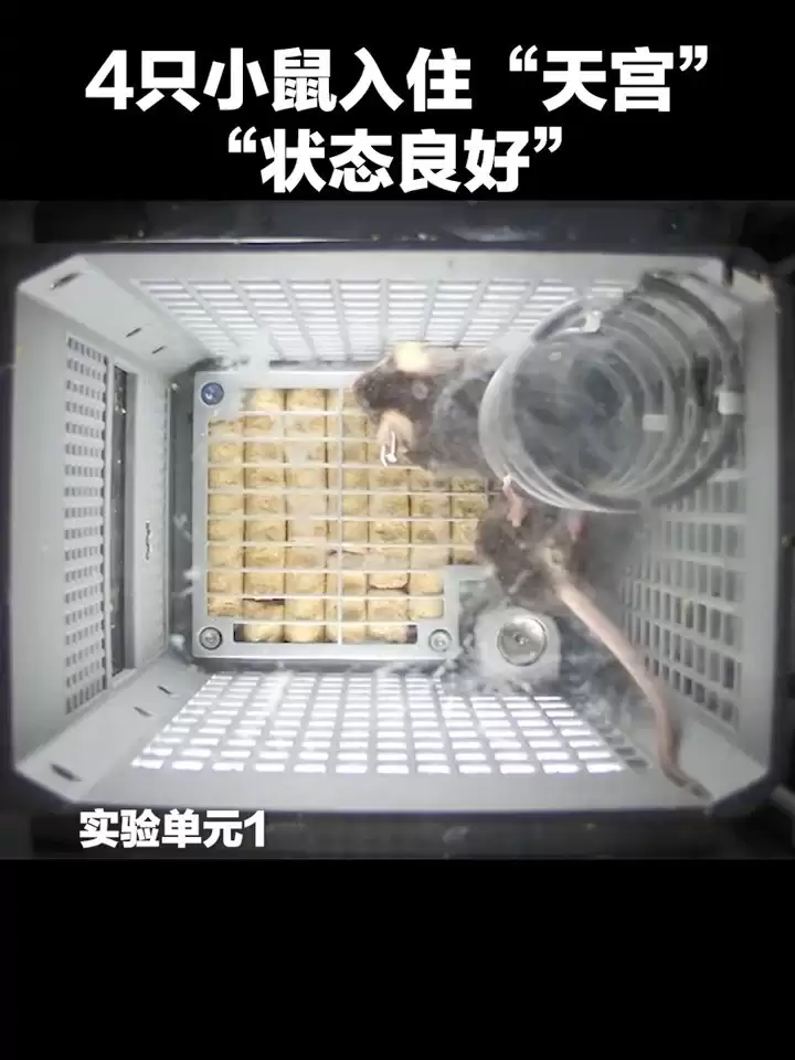 我国四只老鼠“航天员”档案公布，目前状态活泼“感觉”良好