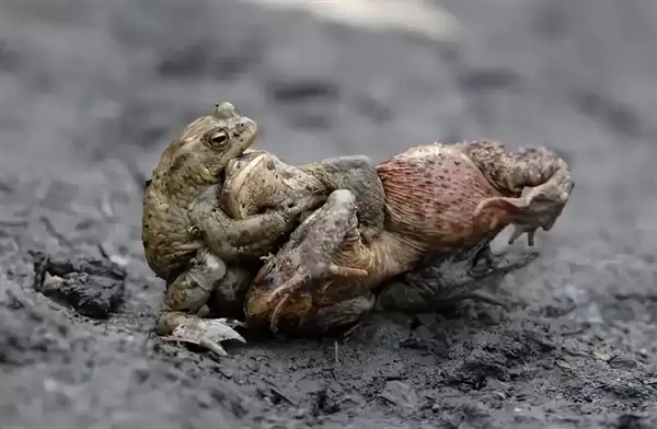 为避免被同性骚扰 雄蟾蜍主动变黄了