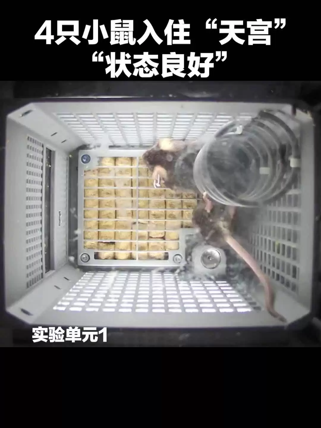 我国四只老鼠“航天员”档案公布，目前状态活泼“感觉”良好