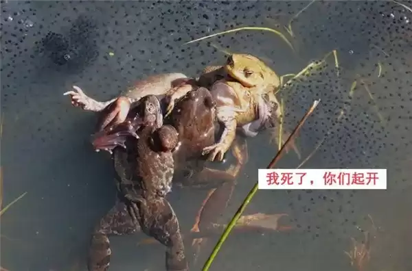 为避免被同性骚扰 雄蟾蜍主动变黄了