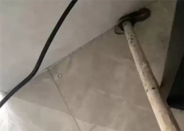 广州一居民家中出现蛇 物业：宠物蛇 已加强管理