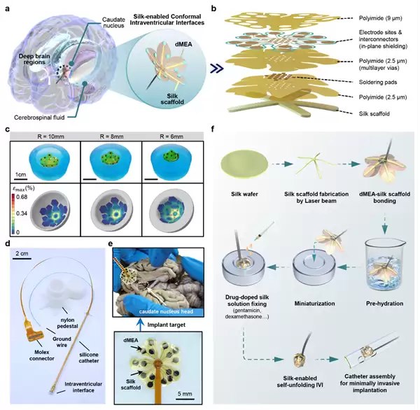 中科院植入式脑机接口大突破：自动变形 贴附于大脑核心