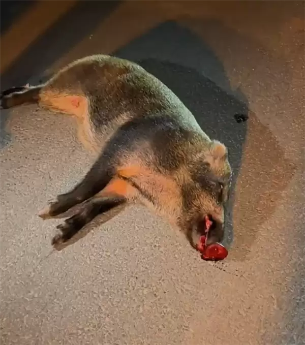 特斯拉撞死闯国道野猪：车主被判全责 行车记录仪视频曝光