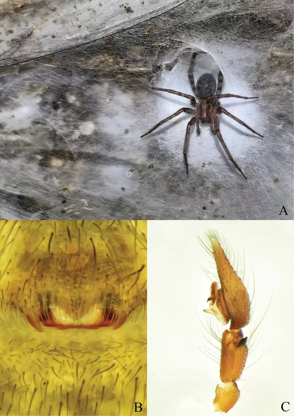 约 106 平方米！已知全球最大蜘蛛网被发现，11 万只蜘蛛的“盘丝洞”