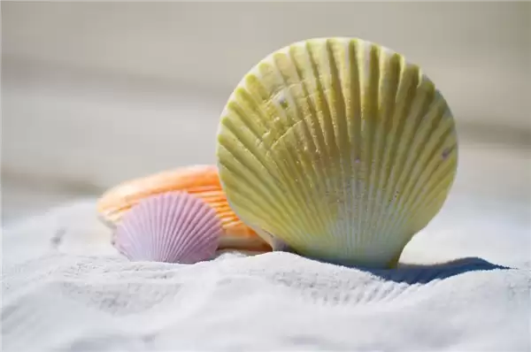  两年禁令松动：日本海鲜首次恢复对华出口