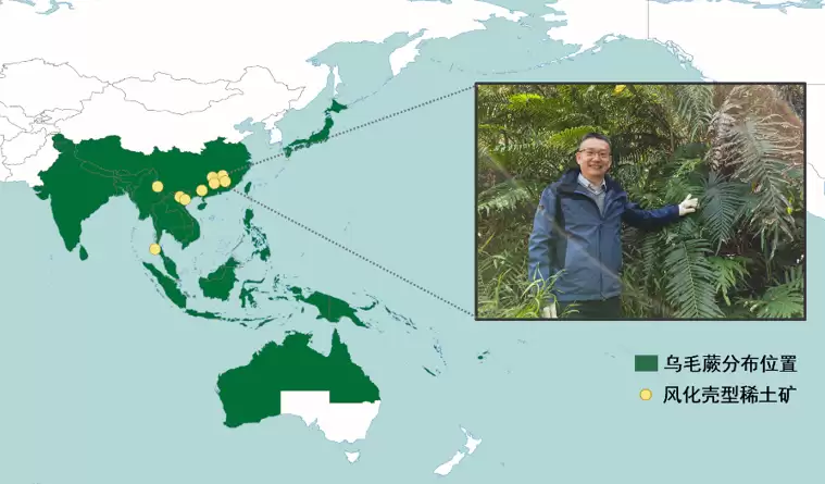 植物也能“造”稀土矿:中国科学院首次在蕨类中发现稀土成矿现象