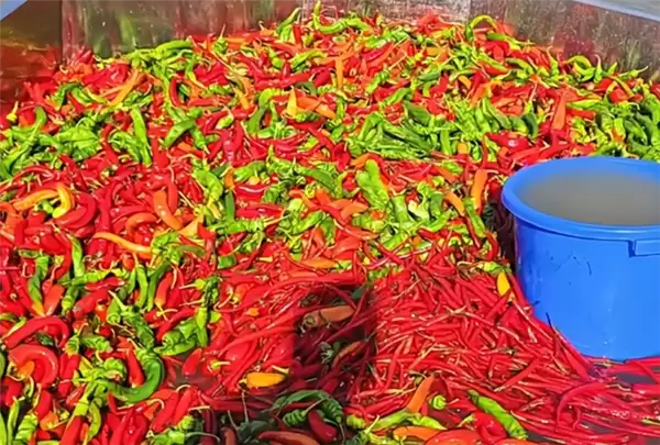 鱼塘用辣椒喂鱼 塘主:鱼会更漂亮口感更好