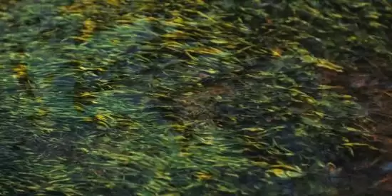 腾讯视频发布剑来首支预告，吴磊主演笼中雀逆天改命