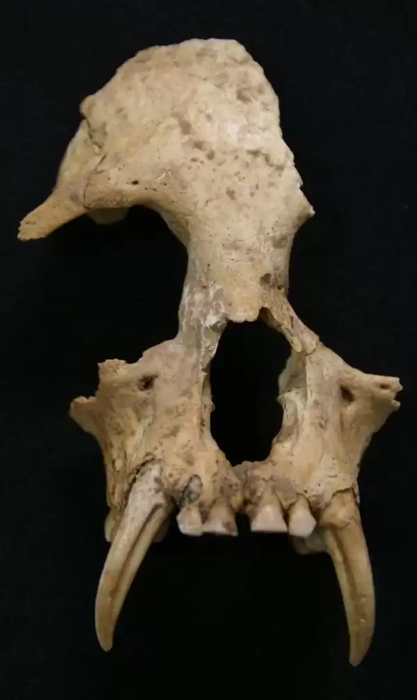 古DNA测序技术最新揭秘：秦始皇祖母陵墓出土长臂猿为灭绝新物种