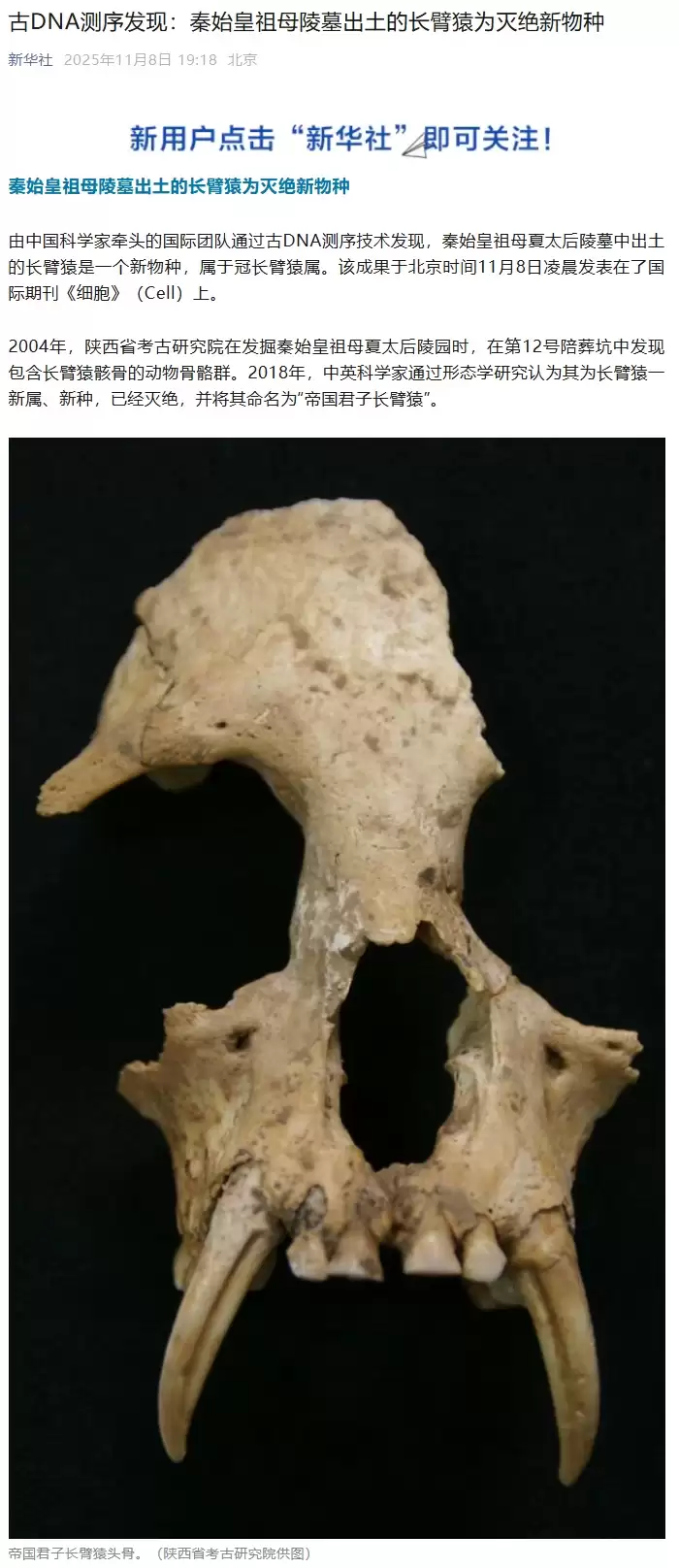 古 DNA 测序揭示秦始皇祖母陵墓出土长臂猿为灭绝新物种