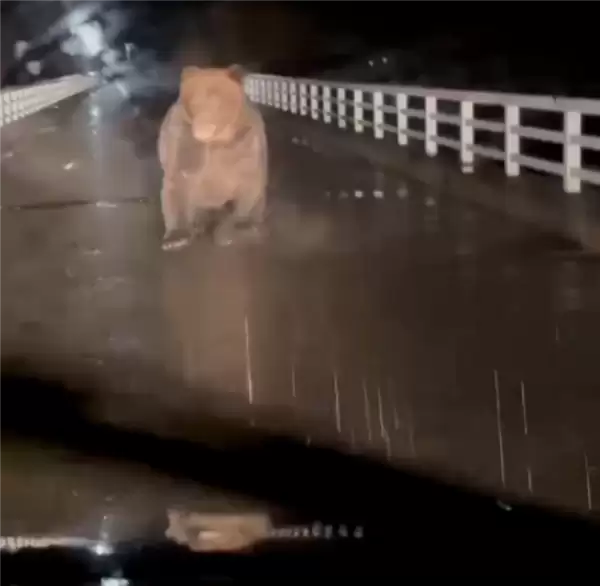 日本北海道一汽车遭熊袭击:引擎盖一巴掌被扇凹陷