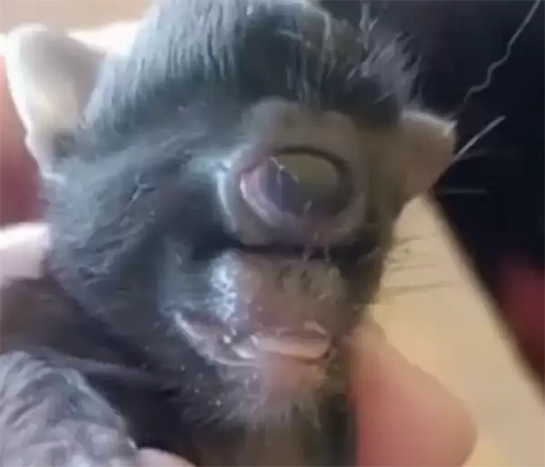 巴西一农场惊现基因突变猫:只有一只眼 长在面部中央