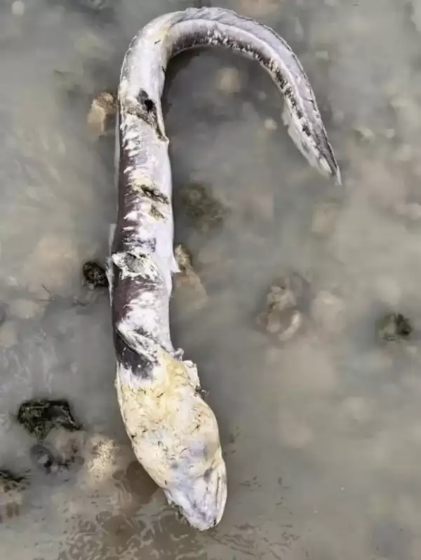 英国海边出现巨型海怪 居民称像外星生物:真相曝光