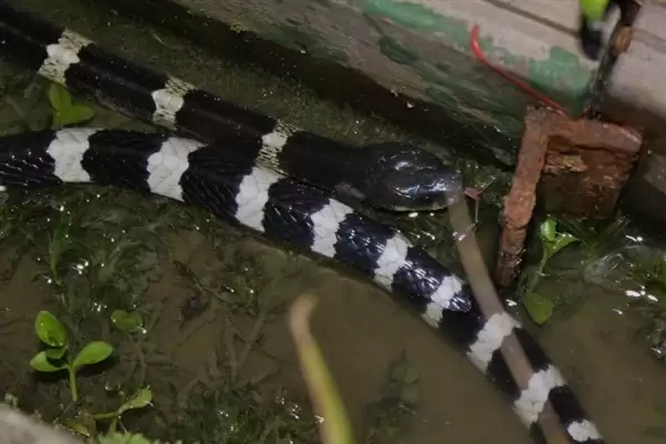 果有反转！自称遭毒蛇咬但拒绝注射血清的网红被行拘8日