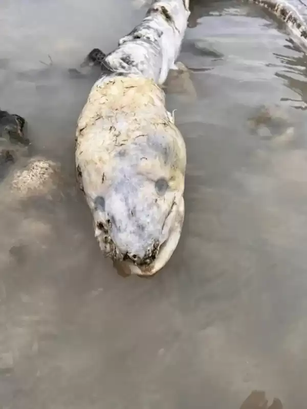 英国海边出现巨型海怪 居民称像外星生物:真相曝光