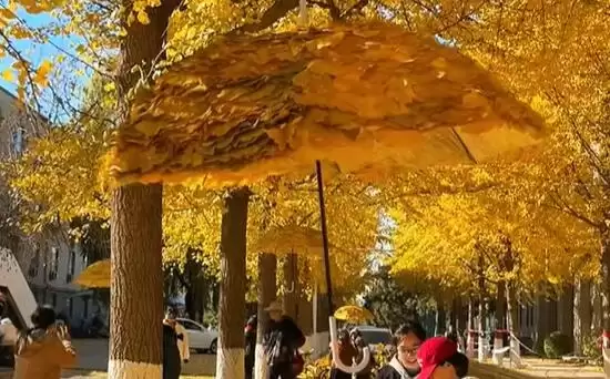 “银杏伞”“银杏帽”火出圈:大学里的银杏叶被玩出花