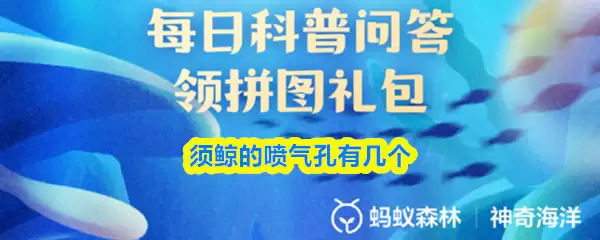 须鲸的喷气孔有几个