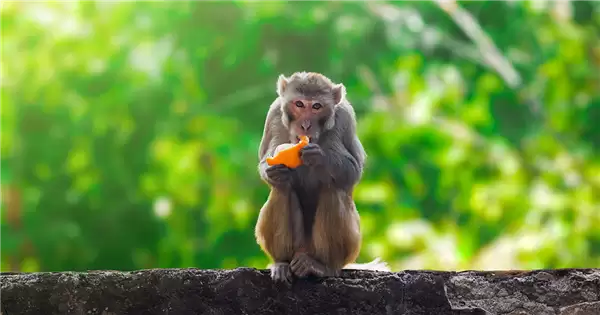 贵州的猴子已经进化到上班了：主打一个“带薪摸鱼”